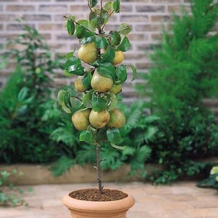 Pear Plants — Exotic Fruits sapling available at Agro Nursery Garden